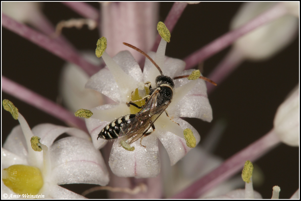 Hymenoptera d''Israele